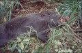 220lb wild boar, North Island