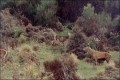 22 point silver medal red stag. Canterbury High Country
