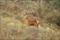 20 point red stag, 350 SCI. Canterbury High Country
