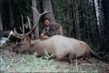 6x6 archery bull elk.