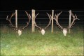 Day 1 at Hunting University. New Zealand Red Stags