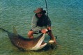 Paul Embling with 350 lb  bronze whaler shark, North Island.