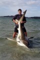 Wayne Meads with 450lb Bronze whaler shark C+R