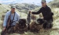 Coby and Chucky with Arapawa Rams