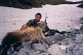 Record book trophy 12.5 inch Himalayan Bull Tahr