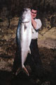 Craig Hare with 95lb Kingfish North Island
