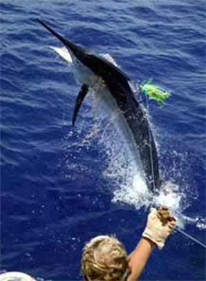 Marlin