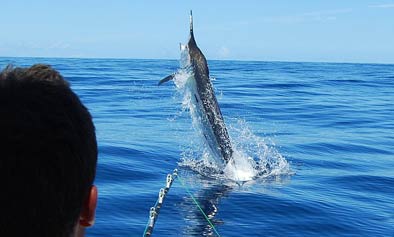 Marlin jumping at the Three King’s Islands