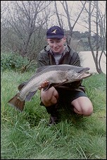 Brown Trout