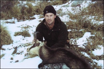 European Chamois