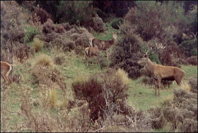 Plenty of Stags here