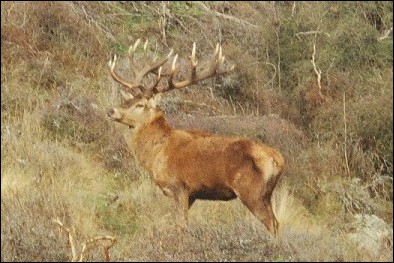 Magnificent Free Range Stag
