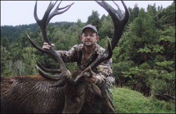 North Island Red Stag